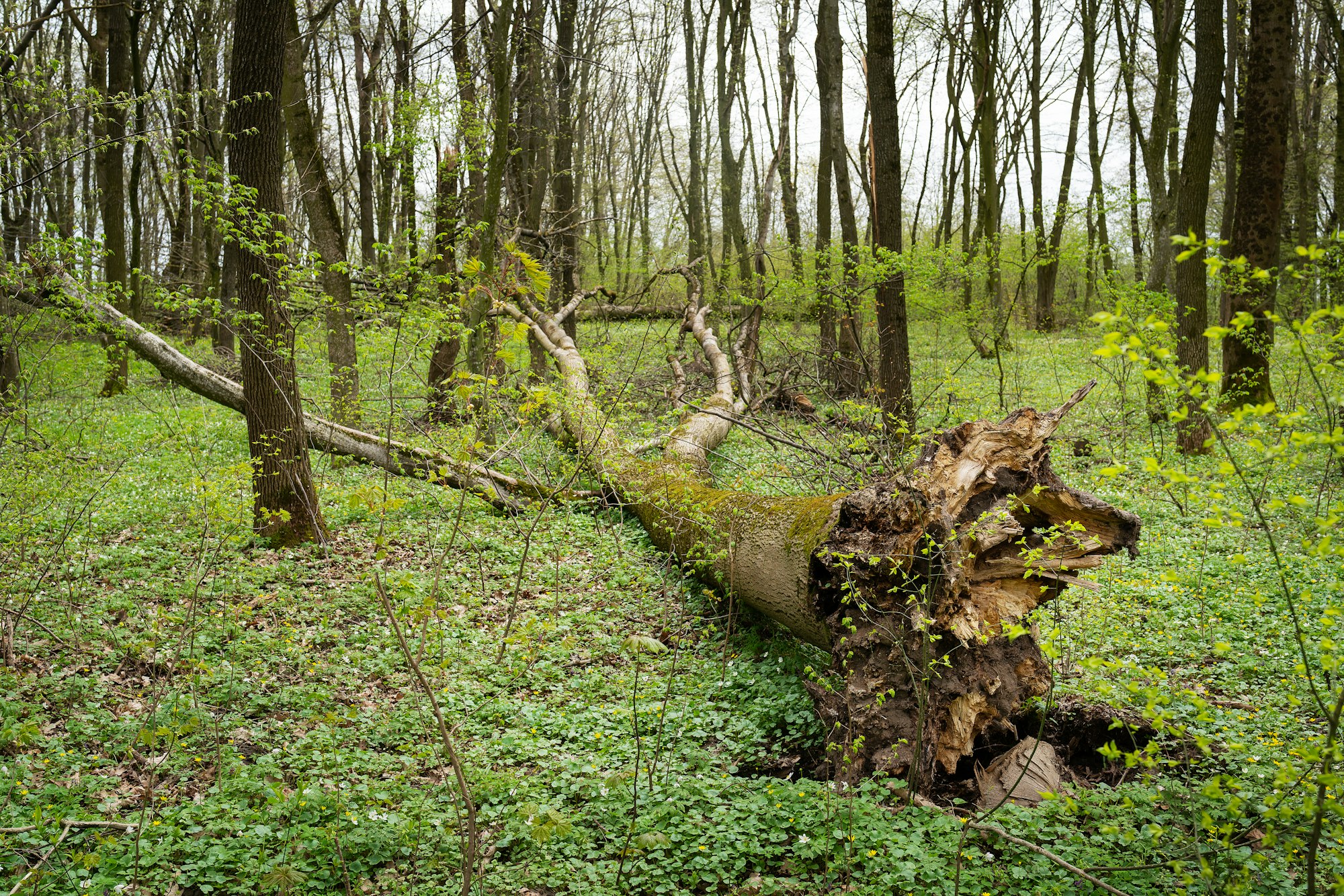 Storm damage. Fallen tree in the forest after a storm.