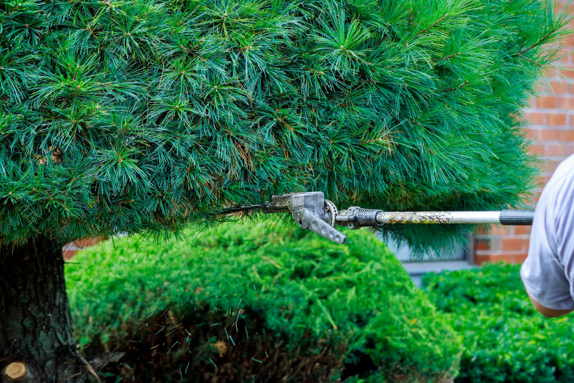 Trimming Hedges In Backyard the gardener using hedge clipper to trim bush in the garden